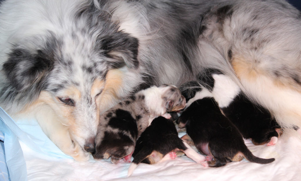 Bumblebee Mountains SHE O4 Wurf - die ganze Familie