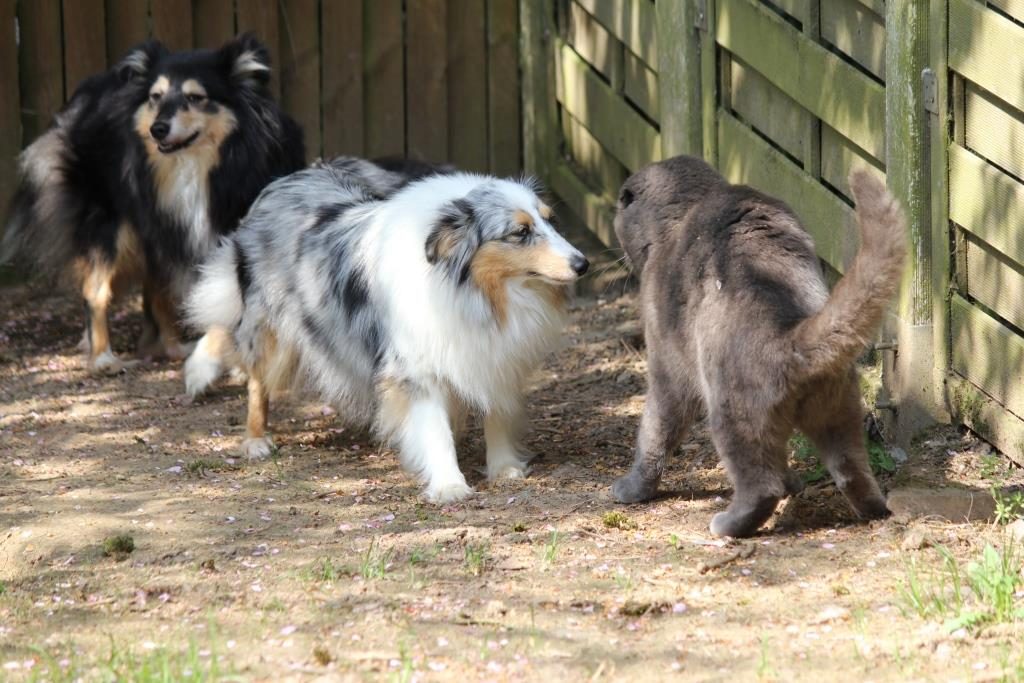 Josie 20180423 (00) - leg dich nicht mit dem muerrischen Kater Armani an