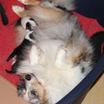 S4-Wurf mit Mama Josie 20180411 (02)