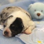 SHE R4-Wurf Hündin blue-merle 1 Woche alt 20180417 (01)