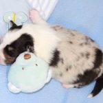 SHE R4-Wurf Hündin blue-merle 1 Woche alt 20180417 (03)