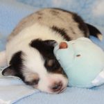 SHE R4-Wurf Hündin blue-merle 1 Woche alt 20180417 (04)