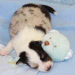 SHE R4-Wurf Hündin blue-merle 1 Woche alt 20180417 (05)