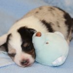 SHE R4-Wurf Hündin blue-merle 1 Woche alt 20180417 (06)