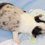 SHE R4-Wurf Hündin blue-merle 1 Woche alt 20180417 (07)