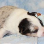 SHE R4-Wurf Hündin blue-merle 1 Woche alt 20180417 (08)