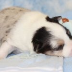 SHE R4-Wurf Hündin blue-merle 1 Woche alt 20180417 (09)