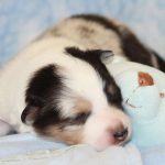 SHE R4-Wurf Hündin blue-merle 1 Woche alt 20180417 (15)