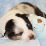 SHE R4-Wurf Hündin blue-merle 1 Woche alt 20180417 (16)
