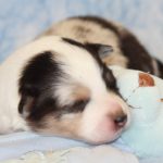 SHE R4-Wurf Hündin blue-merle 1 Woche alt 20180417 (17)