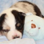 SHE R4-Wurf Hündin blue-merle 1 Woche alt 20180417 (18)