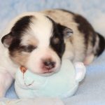 SHE R4-Wurf Hündin blue-merle 1 Woche alt 20180417 (21)