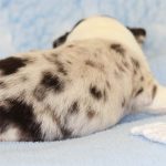 SHE R4-Wurf Hündin blue-merle 1 Woche alt 20180417 (22)