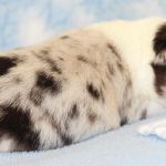 SHE R4-Wurf Hündin blue-merle 1 Woche alt 20180417 (23)