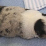 SHE R4-Wurf Hündin blue-merle 1 Woche alt 20180417 (26)