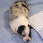SHE R4-Wurf Hündin blue-merle 1 Woche alt 20180417 (29)