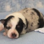 SHE R4-Wurf Hündin blue-merle 1 Woche alt 20180417 (30)