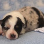 SHE R4-Wurf Hündin blue-merle 1 Woche alt 20180417 (31)