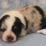 SHE R4-Wurf Hündin blue-merle 1 Woche alt 20180417 (32)