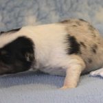 SHE R4-Wurf Hündin blue-merle 1 Woche alt 20180417 (33)
