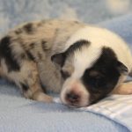 SHE R4-Wurf Hündin blue-merle 1 Woche alt 20180417 (35)