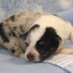 SHE R4-Wurf Hündin blue-merle 1 Woche alt 20180417 (37)