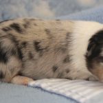 SHE R4-Wurf Hündin blue-merle 1 Woche alt 20180417 (38)