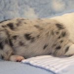 SHE R4-Wurf Hündin blue-merle 1 Woche alt 20180417 (41)
