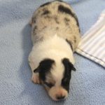 SHE R4-Wurf Hündin blue-merle 1 Woche alt 20180417 (44)