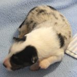 SHE R4-Wurf Hündin blue-merle 1 Woche alt 20180417 (45)