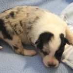 SHE R4-Wurf Hündin blue-merle 1 Woche alt 20180417 (46)