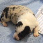 SHE R4-Wurf Hündin blue-merle 1 Woche alt 20180417 (47)