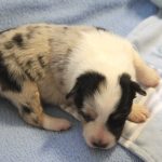 SHE R4-Wurf Hündin blue-merle 1 Woche alt 20180417 (48)