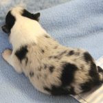 SHE R4-Wurf Hündin blue-merle 1 Woche alt 20180417 (50)