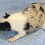 SHE R4-Wurf Hündin blue-merle 1 Woche alt 20180417 (52)
