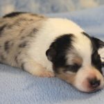 SHE R4-Wurf Hündin blue-merle 1 Woche alt 20180417 (55)