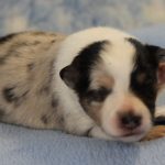 SHE R4-Wurf Hündin blue-merle 1 Woche alt 20180417 (56)