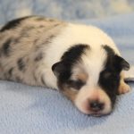 SHE R4-Wurf Hündin blue-merle 1 Woche alt 20180417 (57)