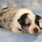 SHE R4-Wurf Hündin blue-merle 1 Woche alt 20180417 (58)