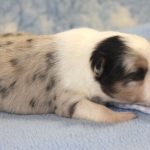SHE R4-Wurf Hündin blue-merle 1 Woche alt 20180417 (59)