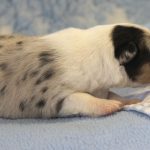 SHE R4-Wurf Hündin blue-merle 1 Woche alt 20180417 (60)