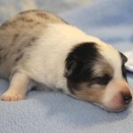 SHE R4-Wurf Hündin blue-merle 1 Woche alt 20180417 (61)
