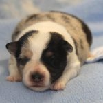 SHE R4-Wurf Hündin blue-merle 1 Woche alt 20180417 (62)