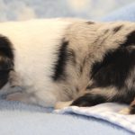SHE R4-Wurf Hündin blue-merle 1 Woche alt 20180417 (66)