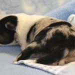 SHE R4-Wurf Hündin blue-merle 1 Woche alt 20180417 (68)