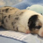 SHE R4-Wurf Hündin blue-merle 1 Woche alt 20180417 (74)