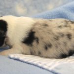 SHE R4-Wurf Hündin blue-merle 1 Woche alt 20180417 (75)