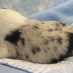 SHE R4-Wurf Hündin blue-merle 1 Woche alt 20180417 (76)