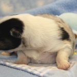 SHE R4-Wurf Hündin blue-merle 1 Woche alt 20180417 (77)