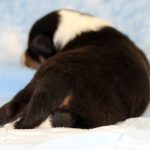 SHE R4-Wurf Rüde 1 tricolour 1 Woche alt 20180417 (100)